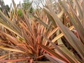 New Zealand flax or New Zealand hemp or phormium tenax plant closeup