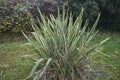 Phormium tenax variegatum plant