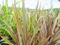 Phormium Royalty Free Stock Photo