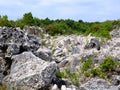 Phosphate rocks in Nauru 3rd smallest country in the world, South Pacific Royalty Free Stock Photo
