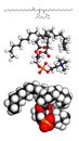 Phosphatidylcholine PC cell membrane building block molecule.