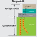 Phospholipid structure backbone vector labeled properly. choline group phosphate glycerol fatty acids