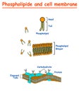 Phospholipides and Cell mambrains. cell membrane structure diagram info graphic on white background isolated. Education vector ill