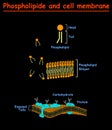 Phospholipides and Cell mambrains. cell membrane structure diagram info graphic on white background isolated. Education vector ill Royalty Free Stock Photo