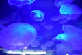 The phosphorescence of jellyfish, 1.