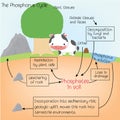 The phosphorus Cycle Royalty Free Stock Photo