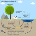 The phosphorus Cycle Royalty Free Stock Photo