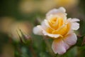Apricot colored rose Royalty Free Stock Photo