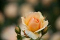 Apricot colored rose Royalty Free Stock Photo