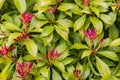 Photinia fraseri