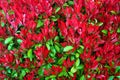 Spring colorful plant in the park - Photinia Fraseri Red Robin - the glossy green older leaves and the red new leaves.