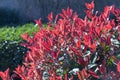 Red Robin plant or Photinia fraseri