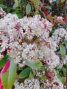 Photinia glabra, Japanese photinia, belongs to the Rosaceae family