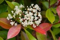 Photinia, Photinia fraseri