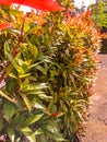 Photinia Red Robin hedge close up Royalty Free Stock Photo