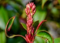 Photinia spring