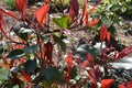 Photinia x fraseri