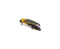 Photinus collustrans - a firefly or fire fly, lightning bug, glowworm an increasingly rare insect due to development and