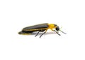 Photinus collustrans - a firefly or fire fly, lightning bug, glowworm an increasingly rare insect due to development and