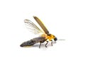 Photinus collustrans - a firefly or fire fly, lightning bug, glowworm an increasingly rare insect due to development and