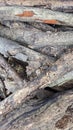 a photo of an abandoned pile of brittle wood