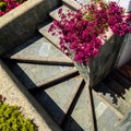 Beautiful cement stairs surrounded by flowers