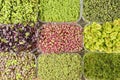 Photo from above, boxes with sprouts of young herbs of sorrel, radish, mustard and basil. A large selection of different Royalty Free Stock Photo