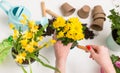 Photo from above of person transplanting chrysanthemum