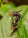 Mating flies