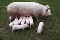 Photo from above a sow and her newborn piglets Royalty Free Stock Photo