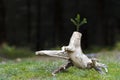 Photo of the abstract stub in the nature with blurred dark background. Old tree stump. Dry dead snag with a pine tree branch on i
