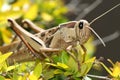 photo of Acanthacris Ruficornis, more commonly known as the Brown-headed Bird Grasshopper, among the leaves of a Variegated Abel