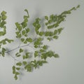 photo close-up of Adiantum capillus-veneris tanaman plant