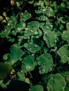 Water drops on the small leaves - Adiantum Raddianum Royalty Free Stock Photo