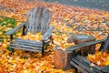 Adirondack chairs covered in orange autumn maple leaves