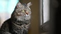 Photo of adorable main coon cat sitting on table over orderly living room as background.