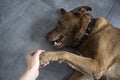 Brown mixed breed dog close up portrait Royalty Free Stock Photo