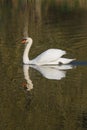 Photo of a male Mute swan Royalty Free Stock Photo