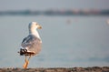 Photo of adult seagull walking at the beach taken from behind.