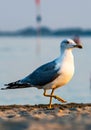 Photo of adult seagull walking on the beach taken from the side.