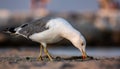 Photo of adult seagull walking on the beach taken from the side