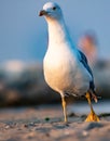 Photo of adult seagull walking at the beach taken up front