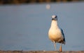 Photo of adult seagull walking at the beach taken up front