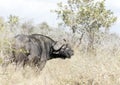 A photo of African buffalo