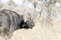 A photo of African buffalo