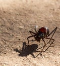 Photo of African king cricket