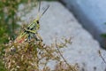 Photo of African Locust feeding grass