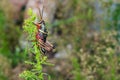 Photo of African Locust feeding grass