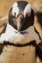The great african penguin