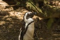The great african penguin